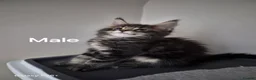 Maine Coon cats for sale: Licensed breeder-maine coon  - Advert 34