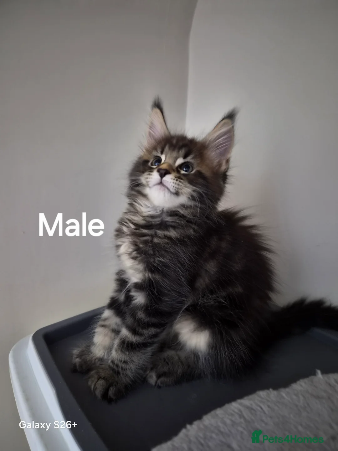 Maine Coon cats for sale: Licensed breeder-maine coon  - Advert 34