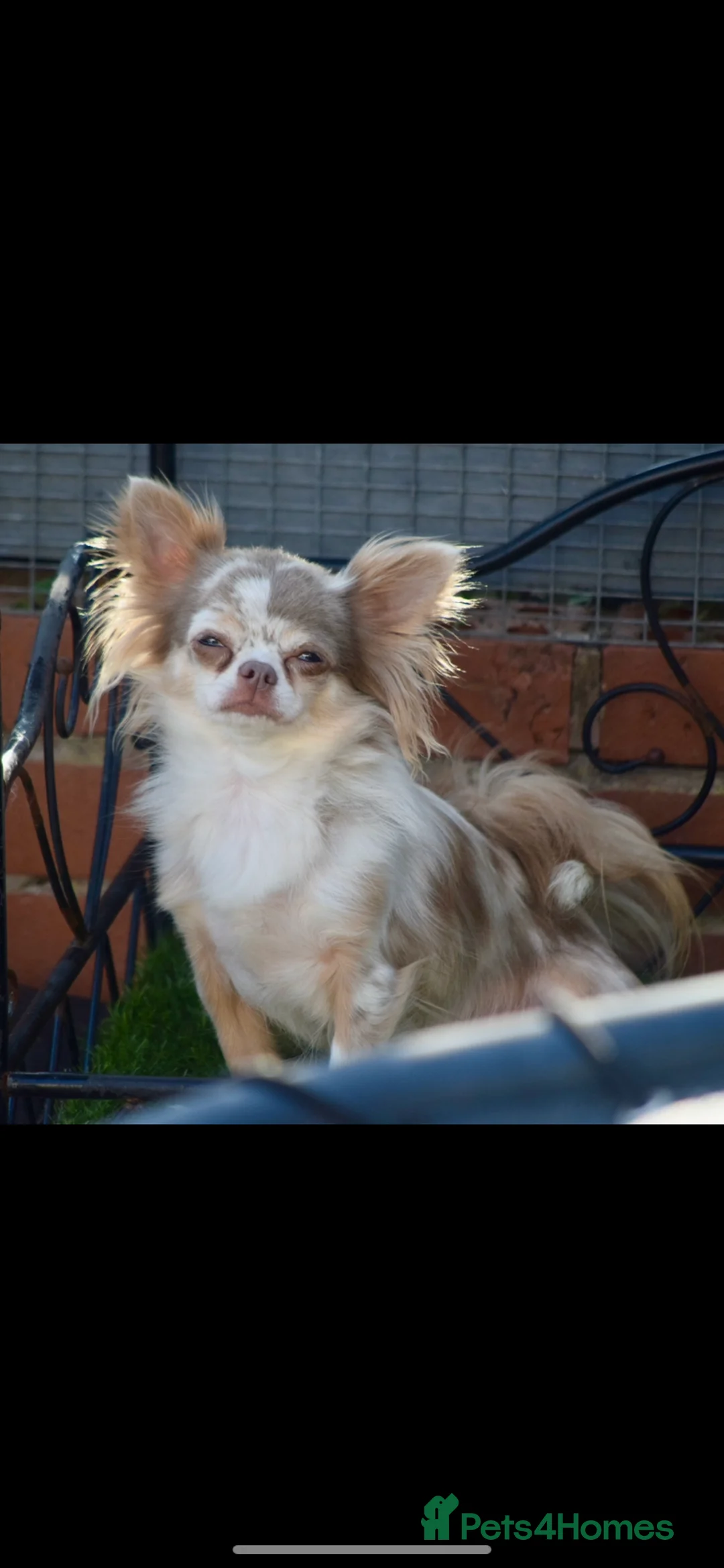 Chihuahua dogs for sale: Long coat chihuahua puppies  - Advert 8