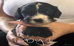 Cockapoo dogs for sale: 7 Cockapoo puppies  - Image 5
