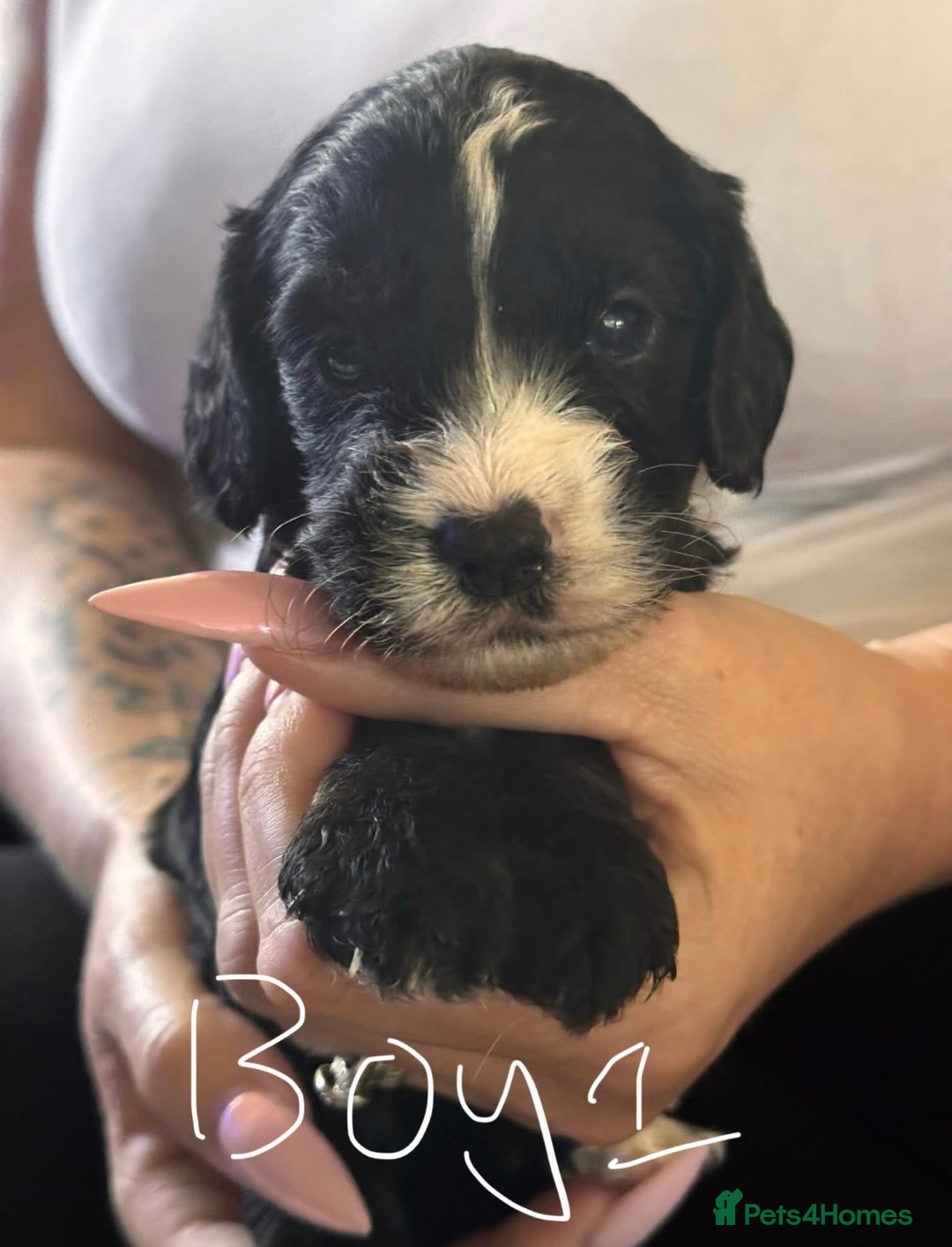 Cockapoo dogs for sale: 7 Cockapoo puppies  - Image 5