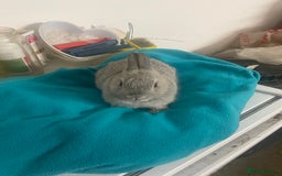 Netherland Dwarf rabbits for sale: Beautiful Netherland dwarf kits - Image 2