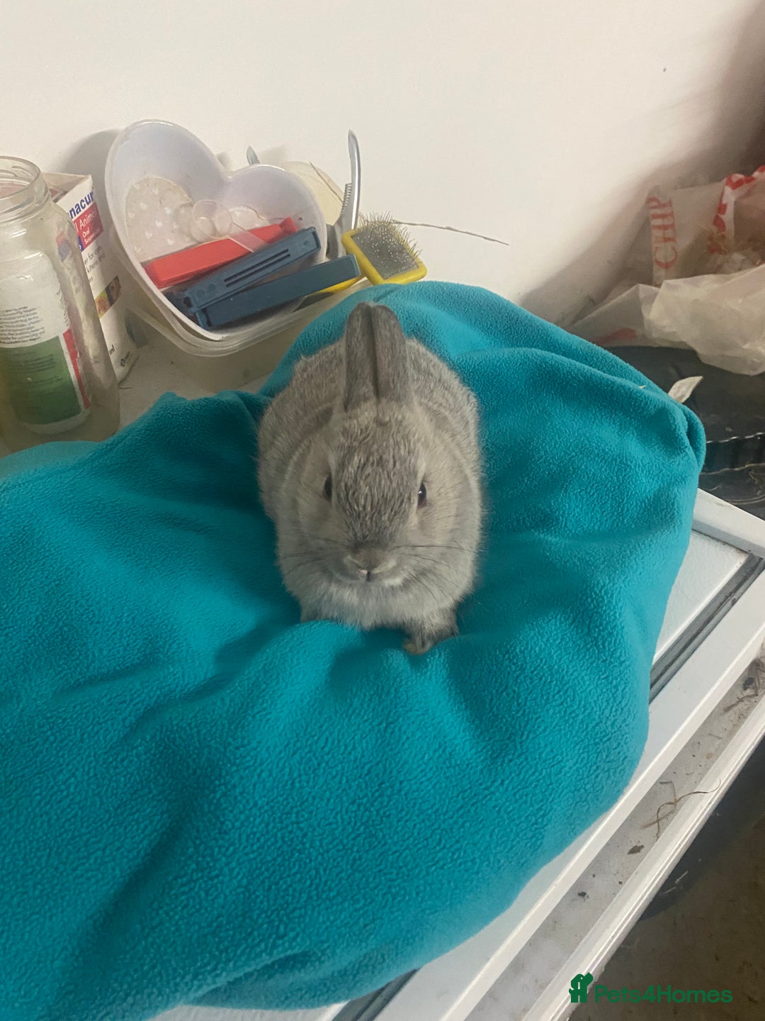 Netherland Dwarf rabbits for sale: Beautiful Netherland dwarf kits - Image 2