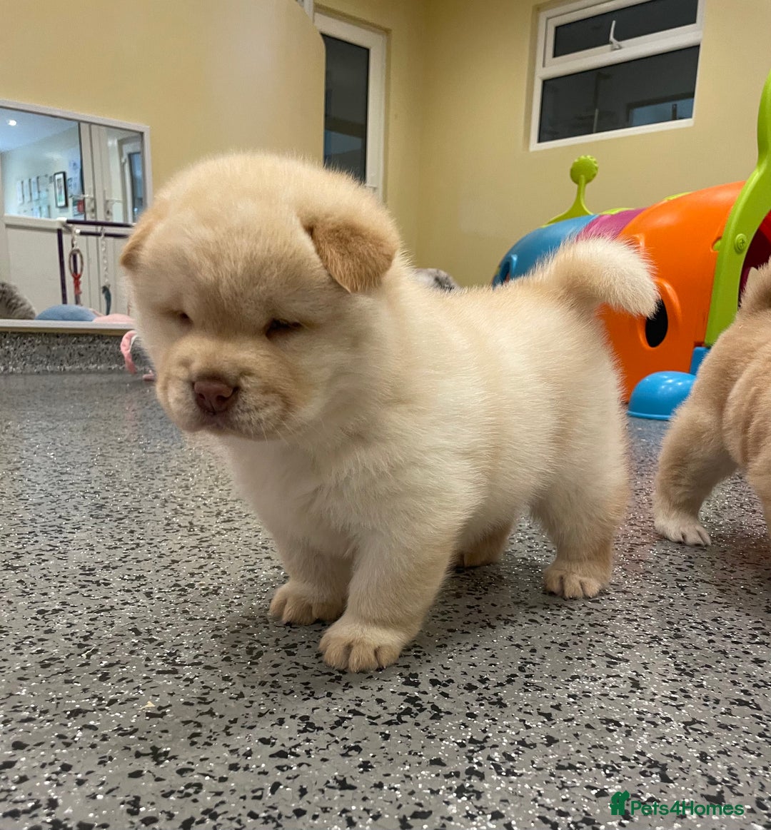 Mixed Breed dogs for sale: Genuine Chowski puppies  - Image 11