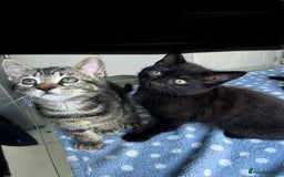 Mixed Breed cats for sale: 4 x Beautiful Adorable Kittens *Ready Now* - Image 14