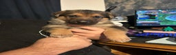 German Shepherd dogs for sale: German Shephard Puppy Female - Advert 9