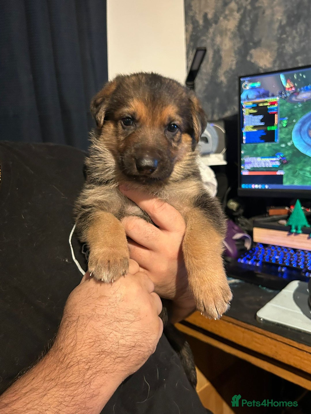 German Shepherd dogs for sale: German Shephard Puppy Female - Advert 9