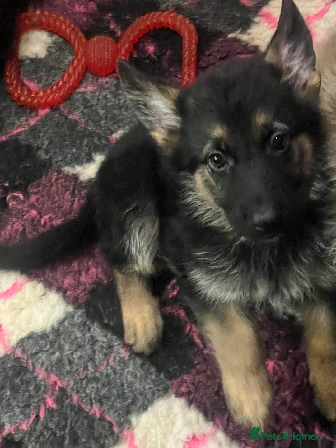 German Shepherd dogs for sale: READY NOW OUTSTANDING  GERMAN SHEPARD PUPPIES  in Stanford-le-Hope - Image 26