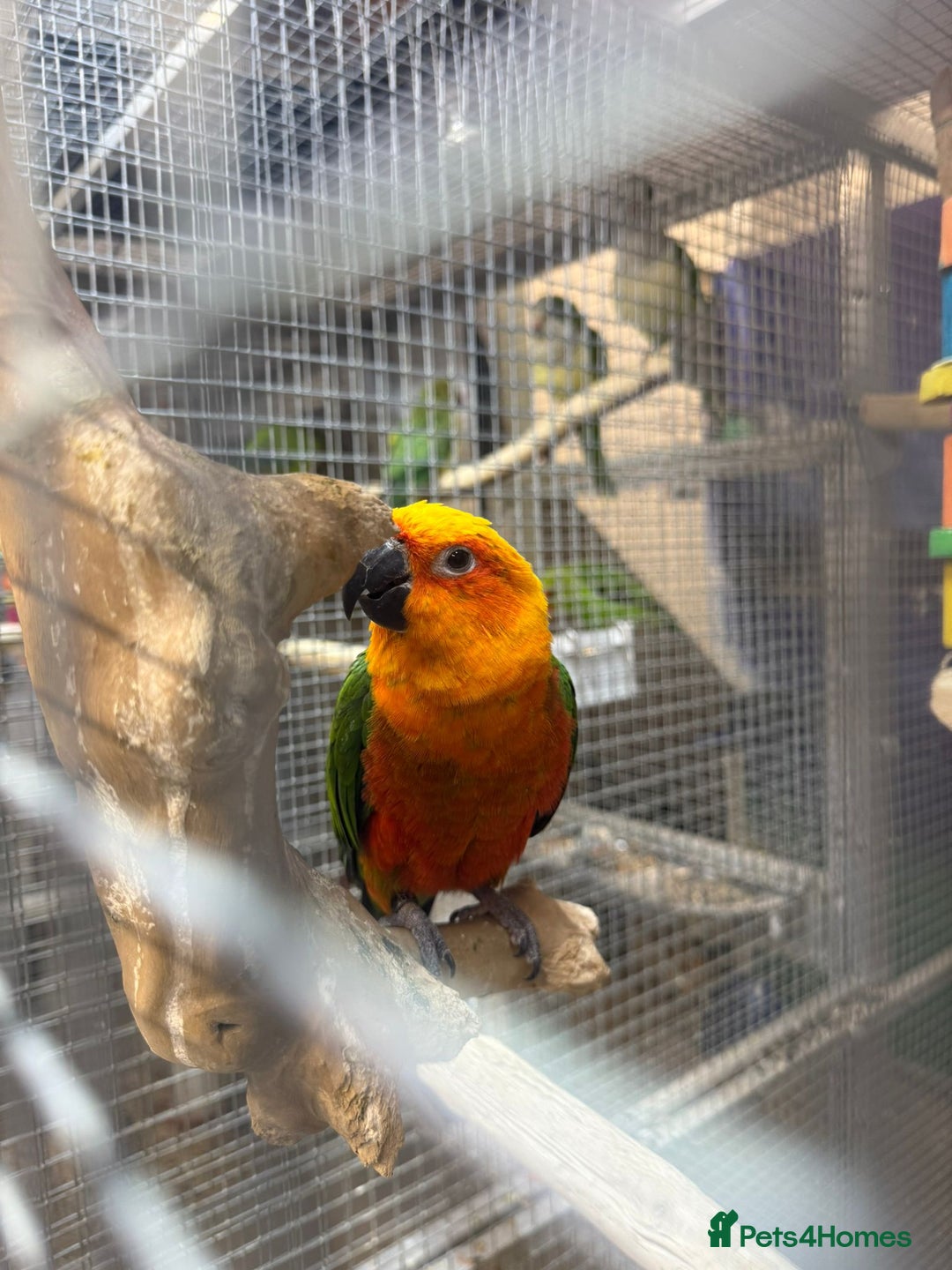 Parrots birds for sale: X BIRDS/PARAKEETS/PARROTS AVAILABLE X - Image 13