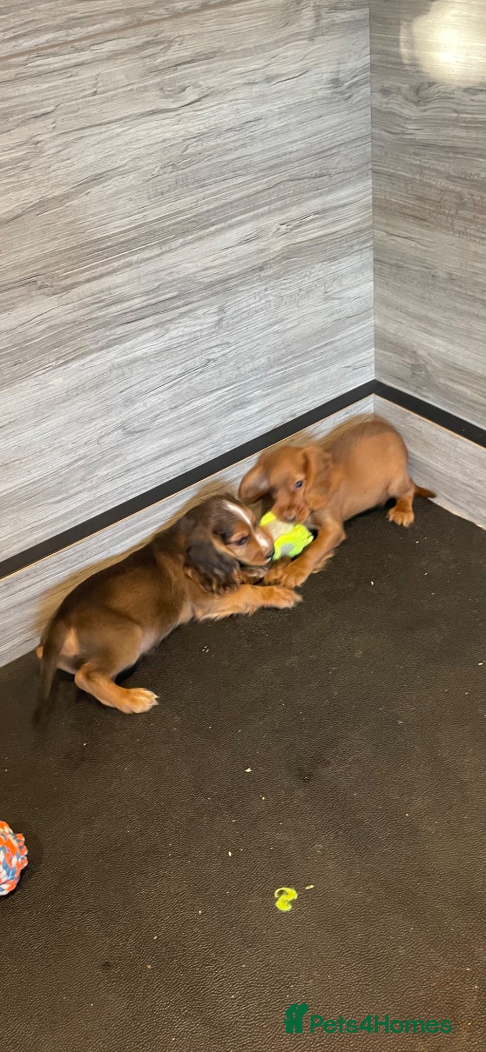 Cocker Spaniel dogs COCKER SPANIEL PUPS - Advert 2