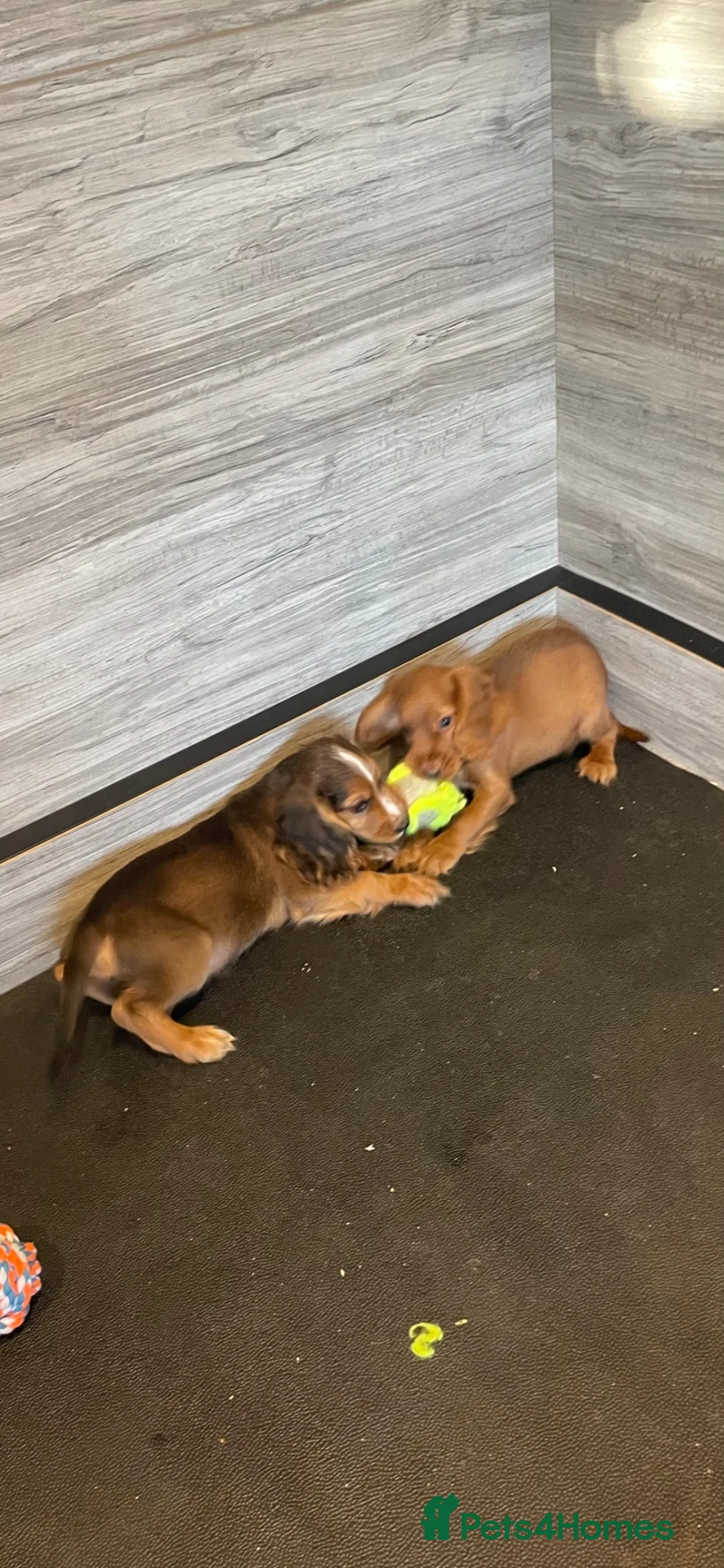 Cocker Spaniel dogs for sale: COCKER SPANIEL PUPS - Advert 2