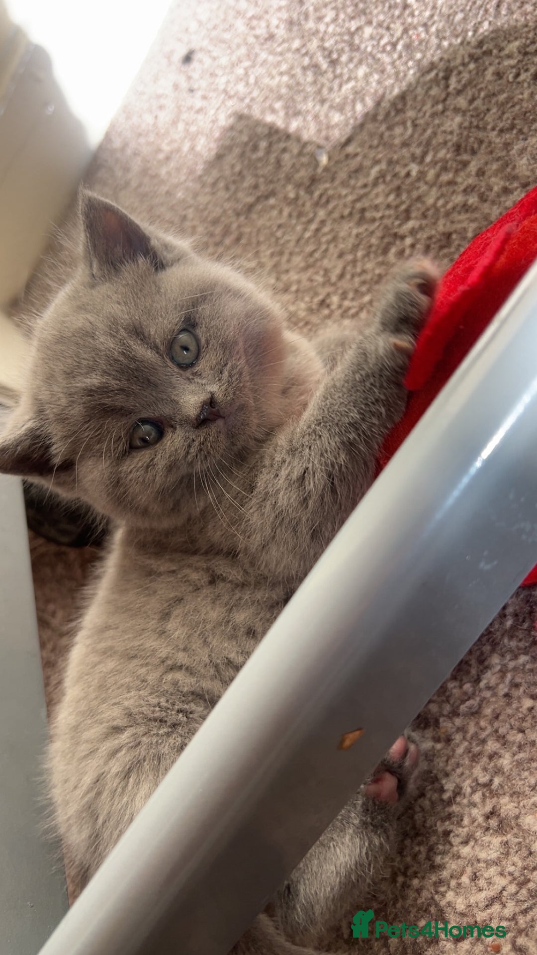 British Shorthair cats for sale: British Shorthair kittens - Advert 17