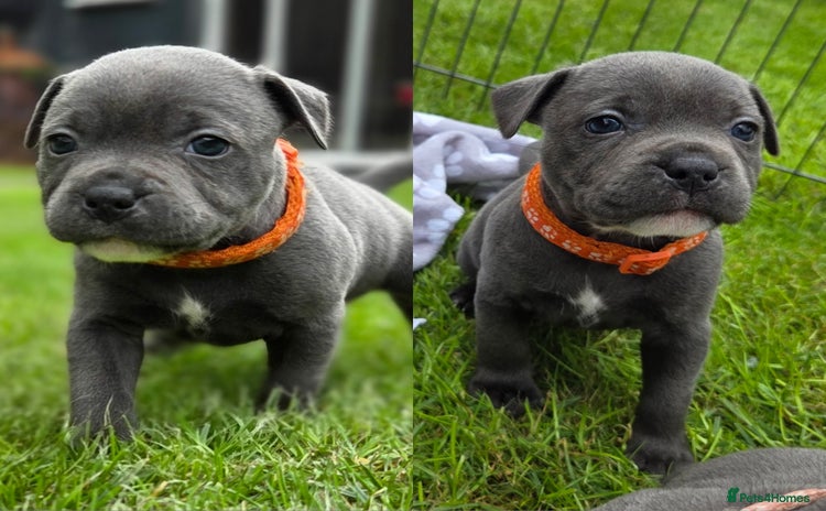Staffordshire Bull Terrier dogs - Advert 1
