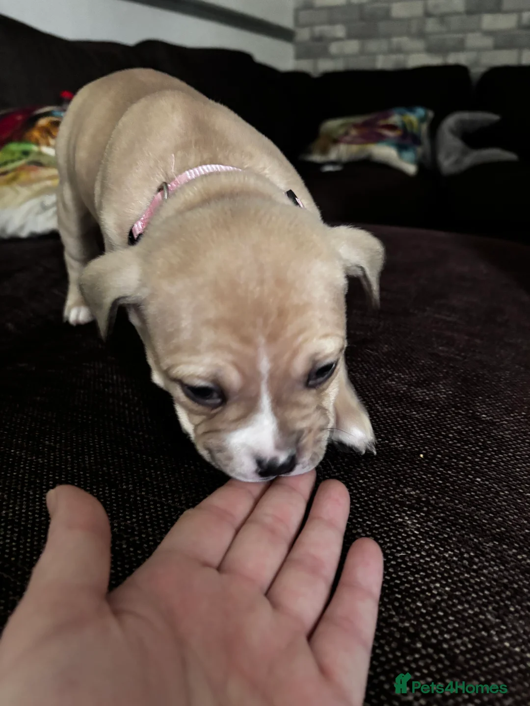 American Bully dogs for sale: Pocket bully pups ready for they forever home  - Advert 11