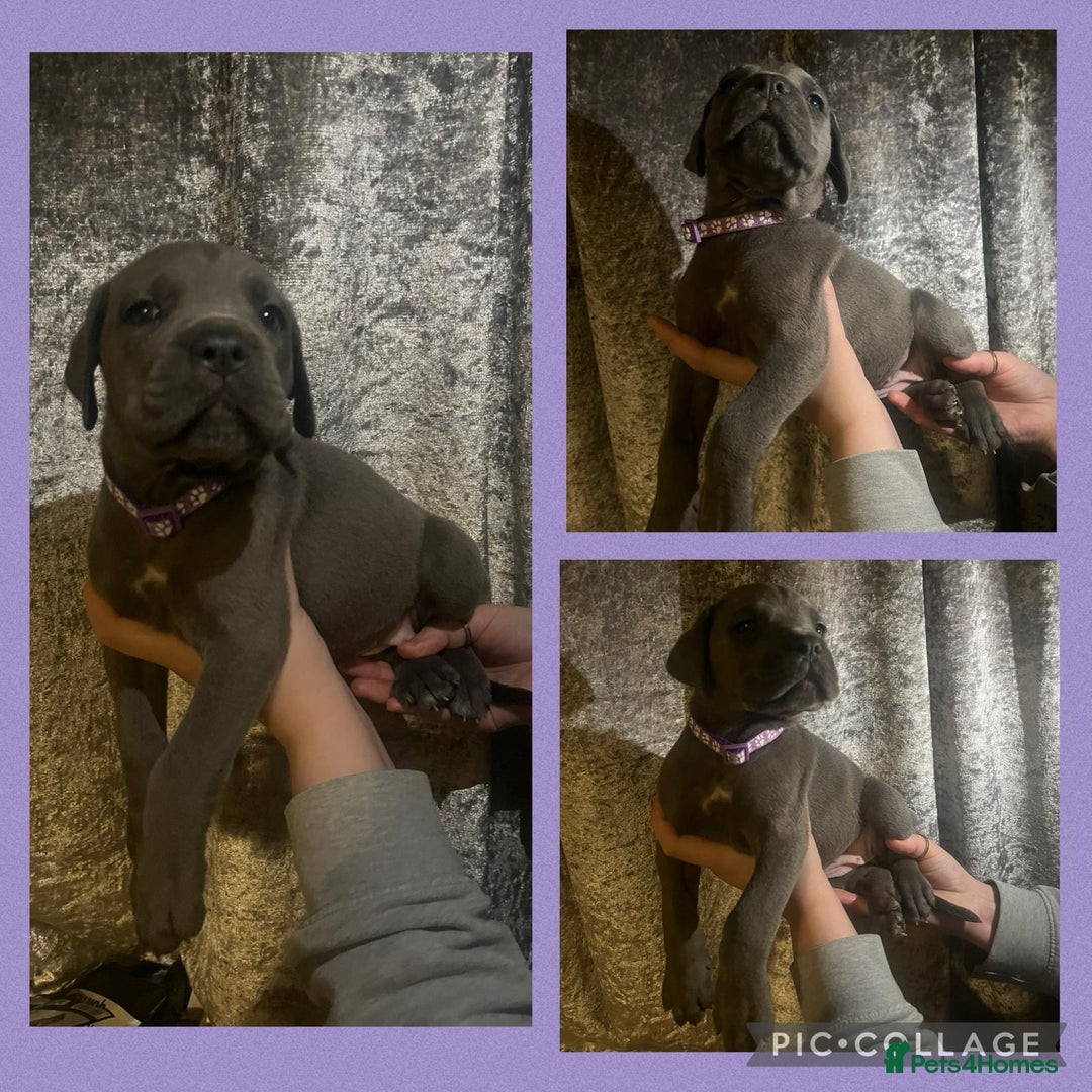Cane Corso dogs for sale: Chunky blue cane corso pups - Image 8