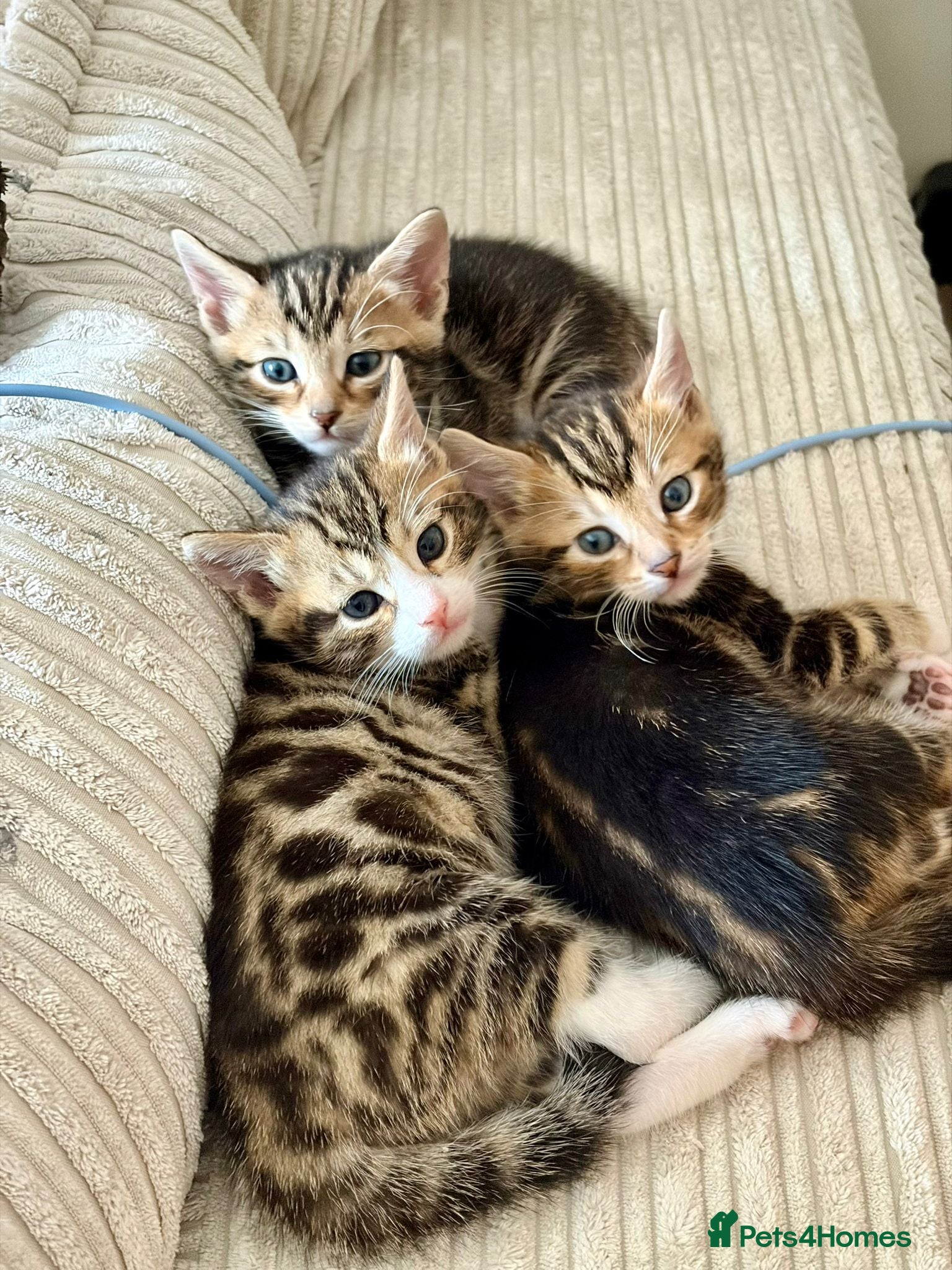Bengal cats 4 bengle 3/4 kittens  with rare bengle markings  - Advert 17