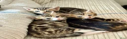Bengal cats for sale: 4 bengle 3/4 kittens  with rare bengle markings  - Advert 1