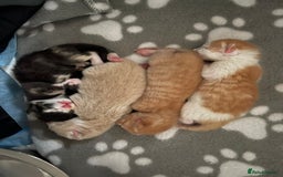 Mixed Breed cats for sale: Kittens for sale  - Image 19
