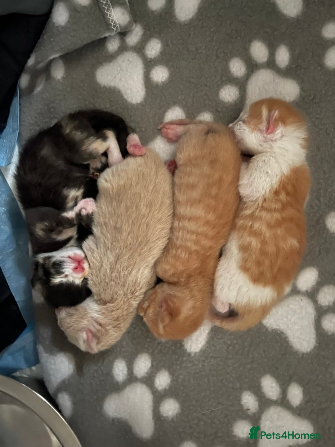 Mixed Breed cats for sale: Kittens for sale  - Image 19