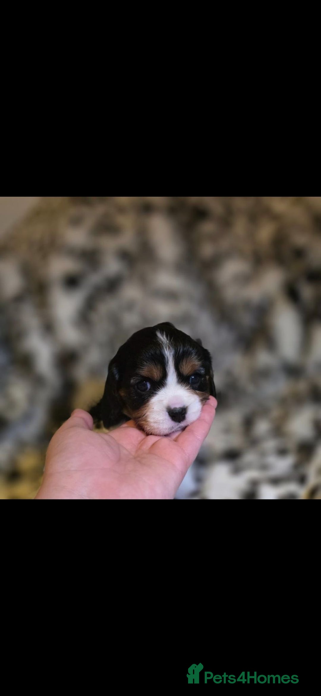 Cavalier King Charles Spaniel dogs for sale: 💫CKC STUNNING PUPPIES HEALTH TESTED 💫 - Advert 6