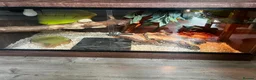 Corn Snake reptiles for sale: Corn snake  - Advert 3