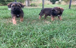 Border Terrier dogs for sale: Border Terrier puppies - Image 7