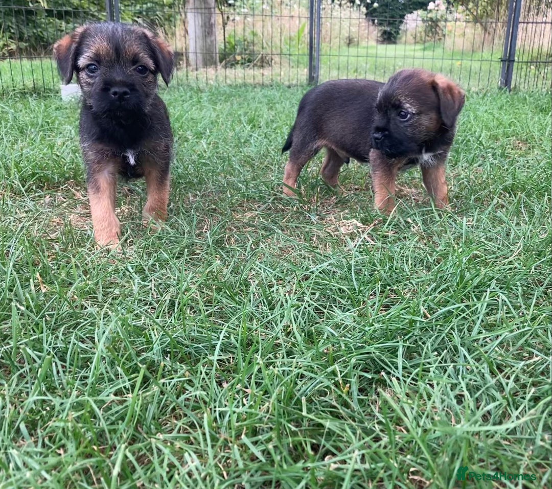 Border Terrier dogs for sale: Border Terrier puppies - Image 7