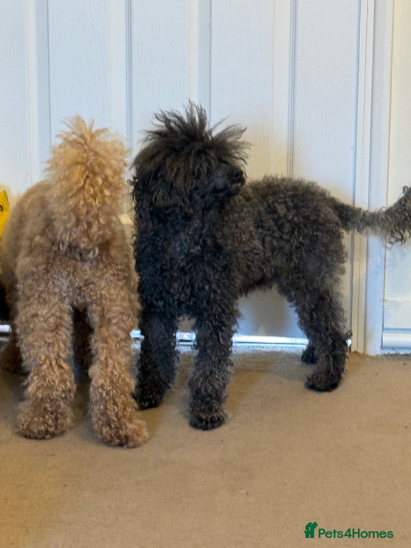 Toy Poodle dogs Beautiful Toy Poodle Puppy – Loving Home Needed - Advert 1
