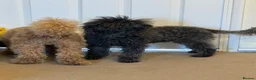 Toy Poodle dogs for sale: Beautiful Toy Poodle Puppy – Loving Home Needed in Hayes - Advert 1