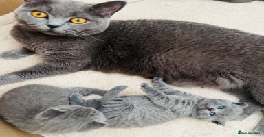 British Shorthair cats - Advert 9