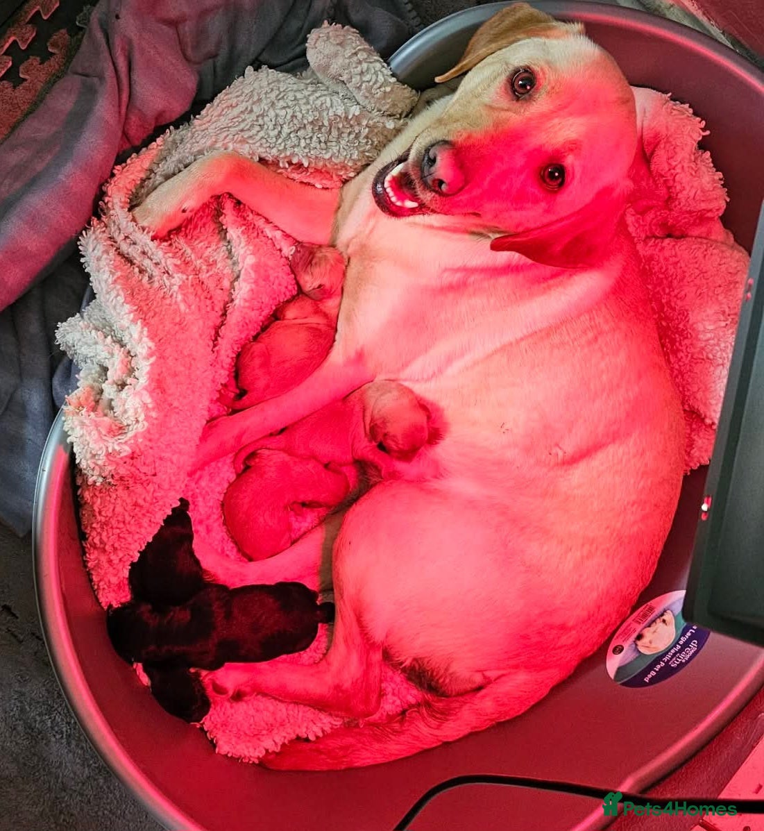 Labrador Retriever dogs for sale: 2 Non KC Labrador puppies in Withernsea - Advert 13