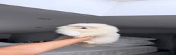 Pomeranian dogs for sale: SHOW QUALITY KOREAN WHITE POMERANIAN PUPPIES  - Advert 8
