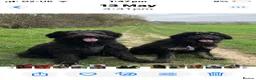 Mixed Breed dogs for sale: Shepadoodles extensively health tested parentage  - Advert 8