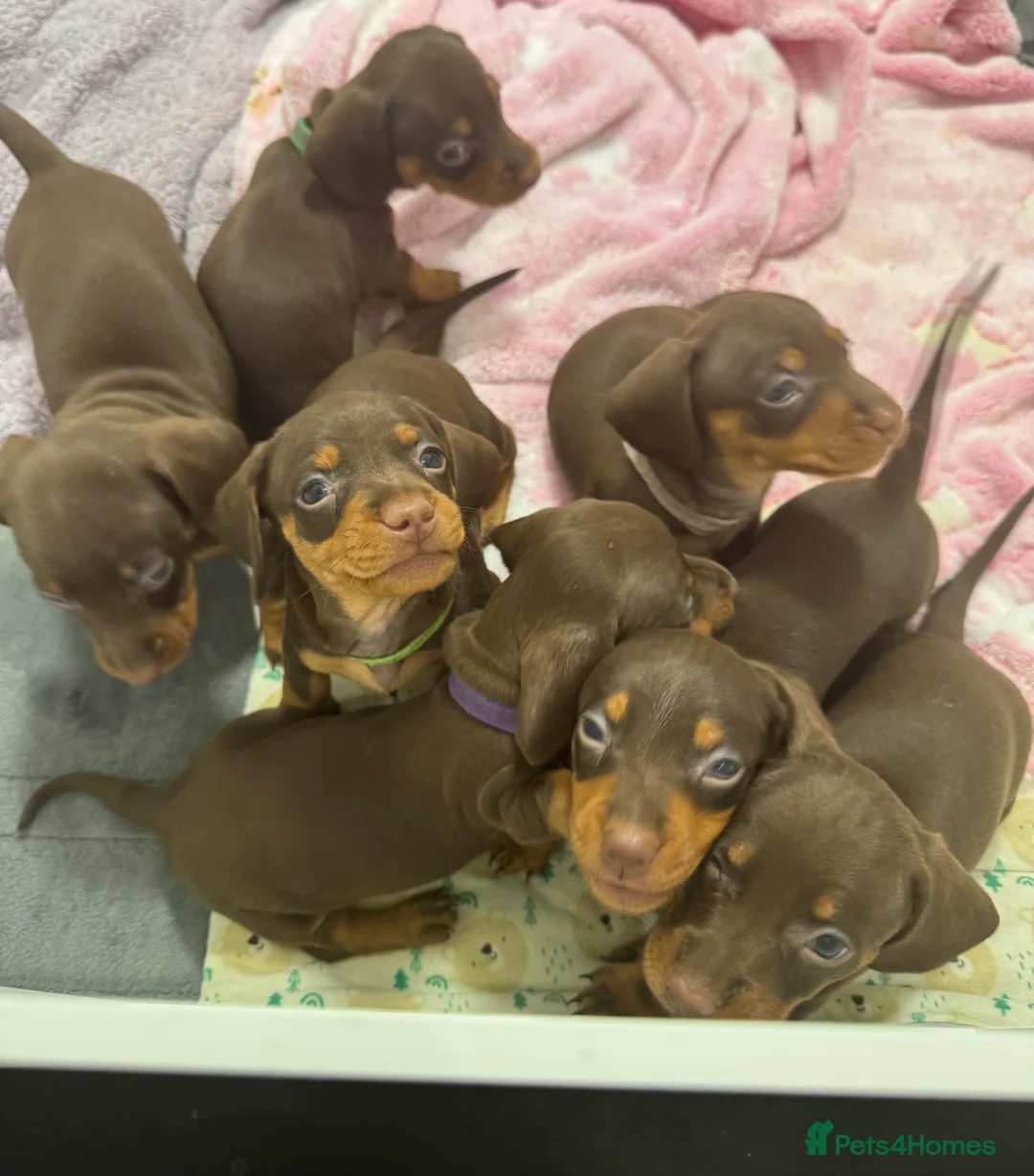 Miniature Dachshund dogs for sale: Miniature dachund puppies smooth hair  - Advert 16