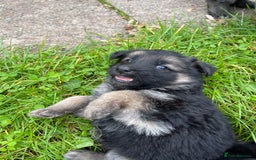 German Shepherd dogs for sale: Outstanding long coat German shepherd puppies  - Image 18