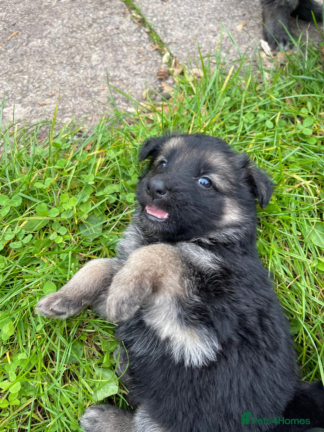 German Shepherd dogs for sale: Outstanding long coat German shepherd puppies  - Image 18