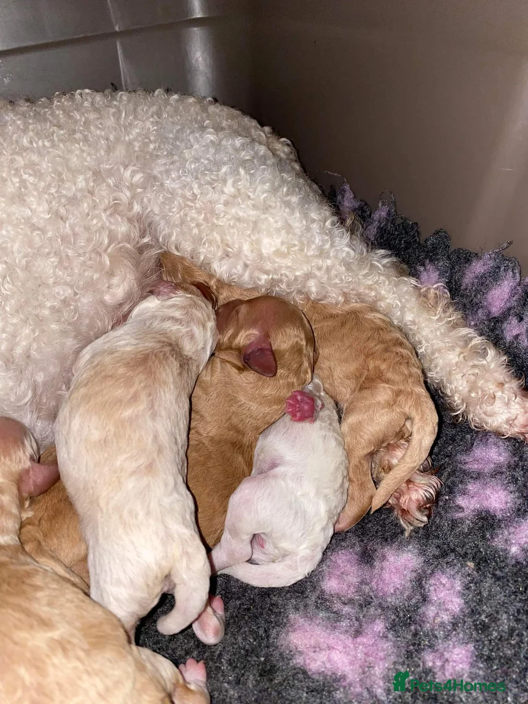 Toy Poodle dogs for stud: ☆Monty - KC Registered TOY POODLE ☆ in Lydney - Advert 16