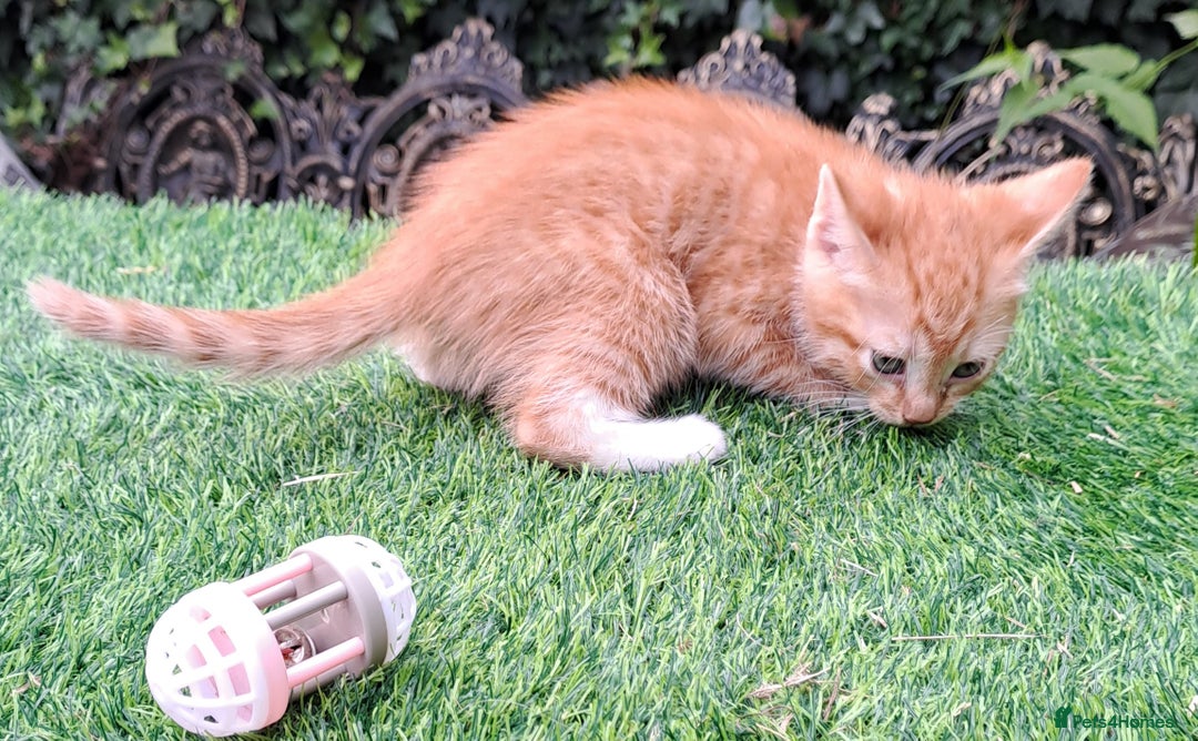 Mixed Breed cats for sale: Gorgeous Ginger Maine Coon x Kittens - Image 17