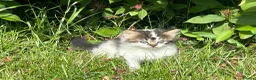 Mixed Breed cats for sale: Long haired kittens male and female  - Advert 4