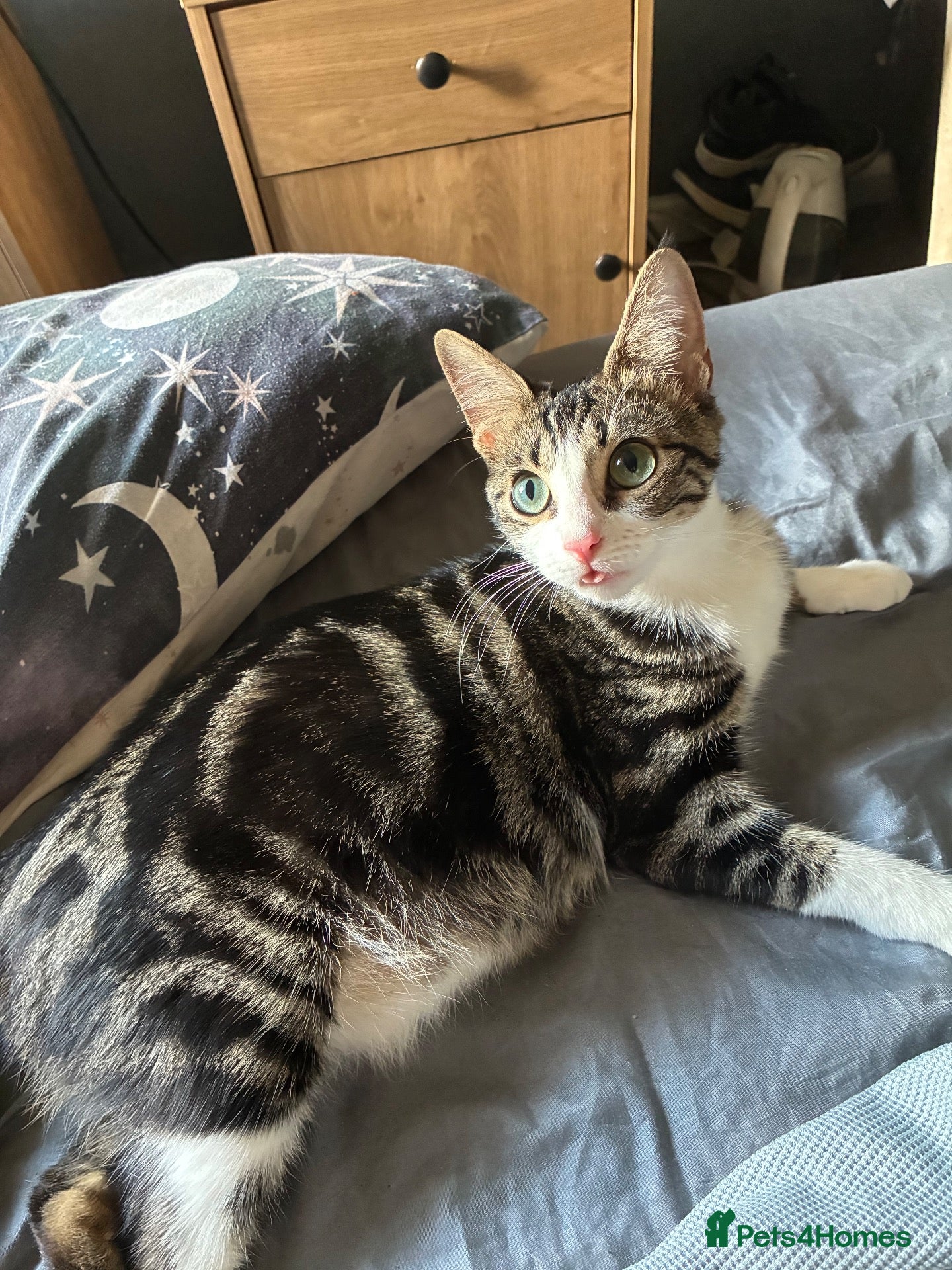 Mixed Breed cats Mixed tabbys - Advert 5
