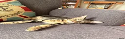 Mixed Breed cats for sale: Gorgeous Tabby Kittens - Advert 4