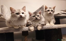 Mixed Breed cats for sale: Beautiful Maine Coon x Ragdoll Kittens Ready  - Advert 3