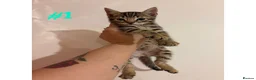 Bengal cats for sale: Adorable Kittens  - Advert 5