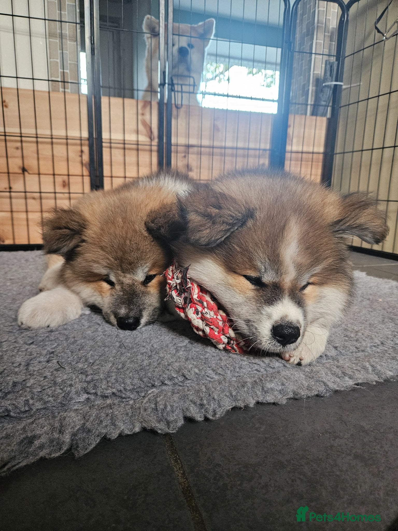 Japanese Akita Inu dogs for sale: RKC Registered Long-Coat Female - Advert 17