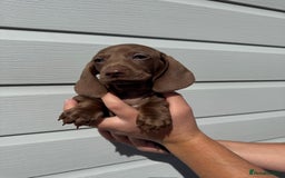 Miniature Dachshund dogs for sale: Miniature Dachsund Puppies (licensed breeder) - Image 7