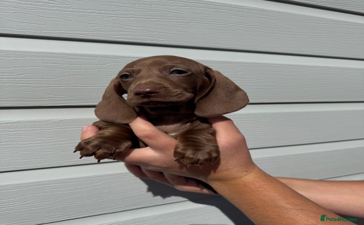 Miniature Dachshund dogs - Advert 15
