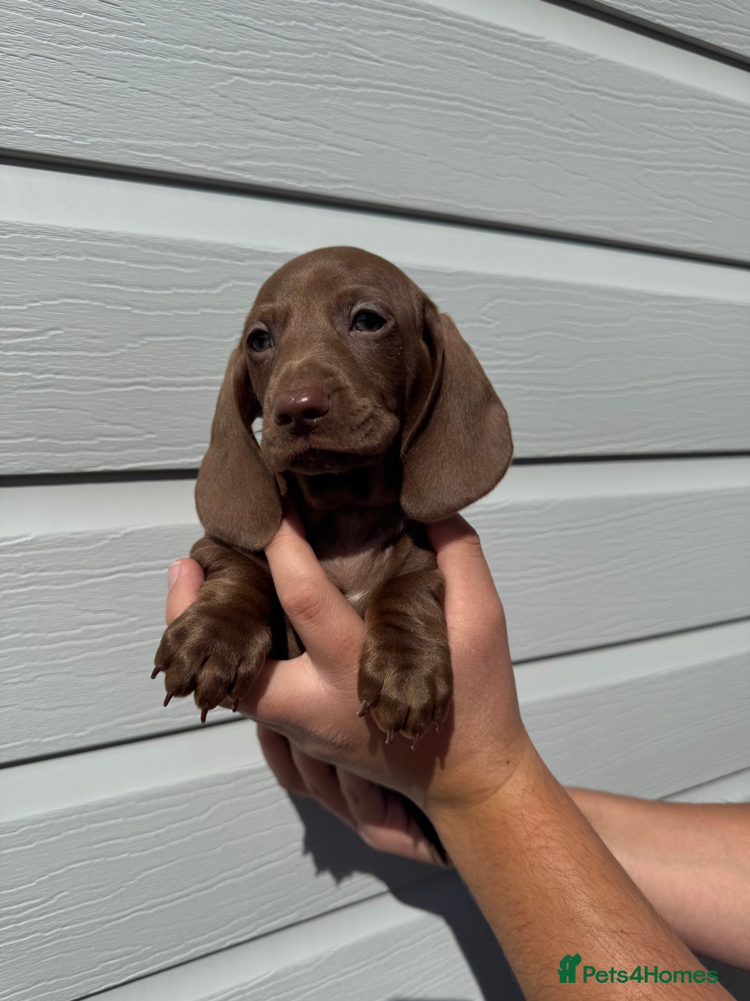 Miniature Dachshund dogs for sale: Miniature Dachsund Puppies (licensed breeder) - Image 7