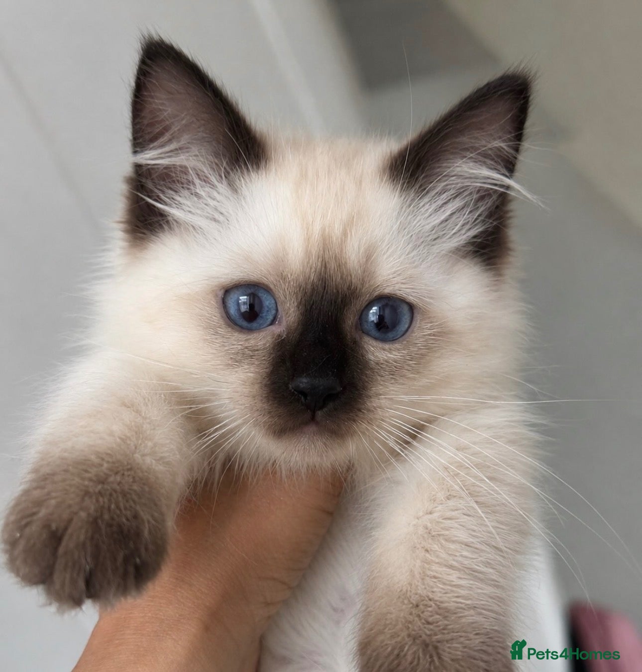 Ragdoll cats Registered Ragdoll kittens & RETIRED QUEENS - Advert 1