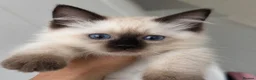 Ragdoll cats for sale: Registered Ragdoll kittens & RETIRED QUEENS - Advert 3