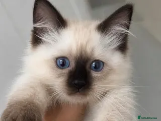Ragdoll cats Seal chocolate Lilac Ragdoll kittens - Advert 1